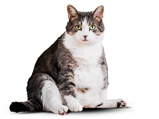 кот до программы похудения
